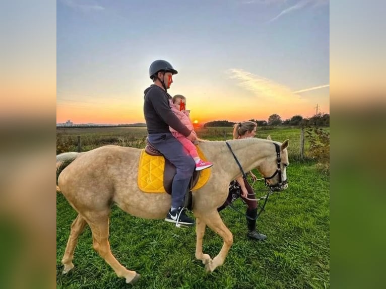 American Paint Horse Croisé Jument 10 Ans 150 cm Palomino in Spodnji ivanjci