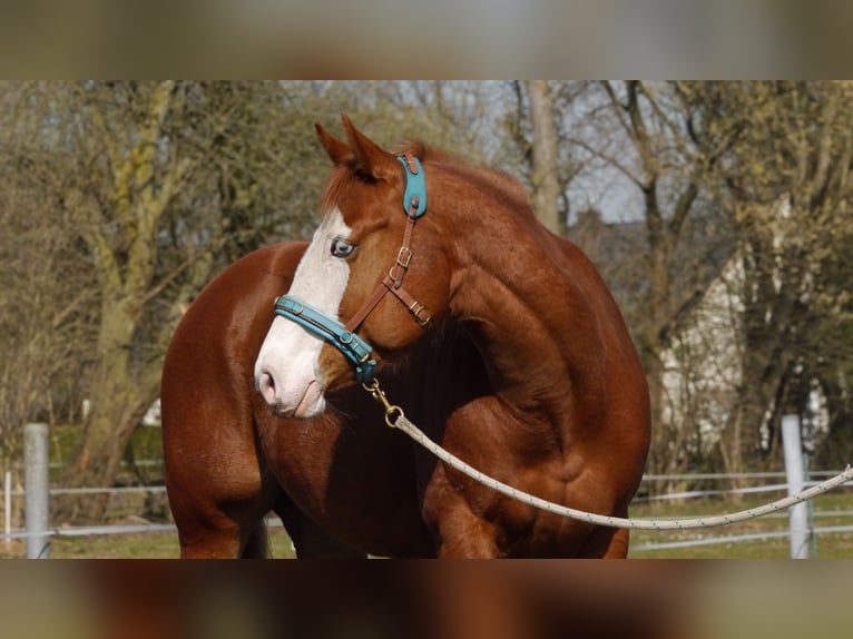 American Paint Horse Jument 10 Ans 151 cm Alezan in Geseke