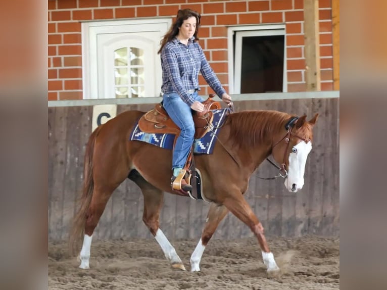 American Paint Horse Jument 10 Ans 151 cm Alezan in Geseke