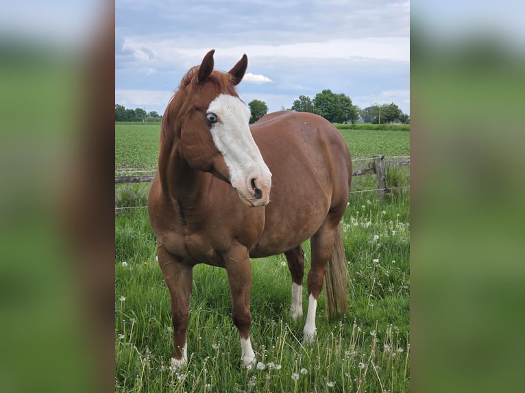 American Paint Horse Jument 10 Ans 151 cm Alezan in Geseke
