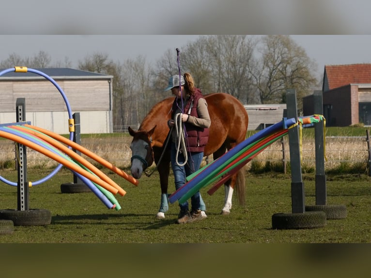 American Paint Horse Jument 10 Ans 151 cm Alezan in Geseke