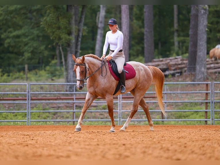 American Paint Horse Jument 10 Ans 152 cm Rouan Rouge in Lyles