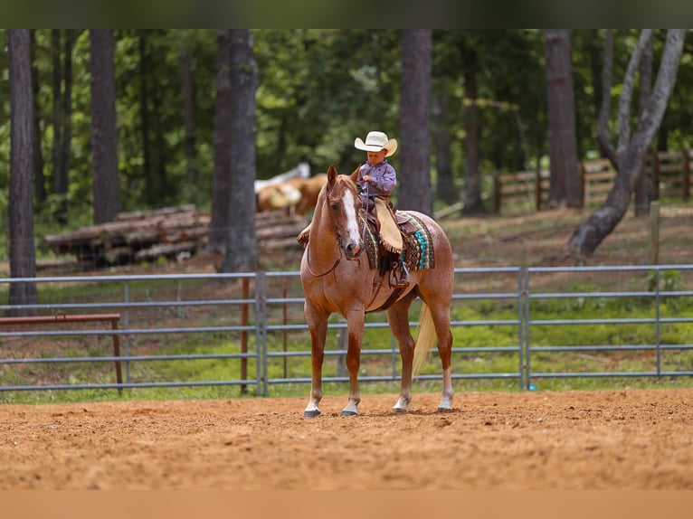 American Paint Horse Jument 10 Ans 152 cm Rouan Rouge in Lyles
