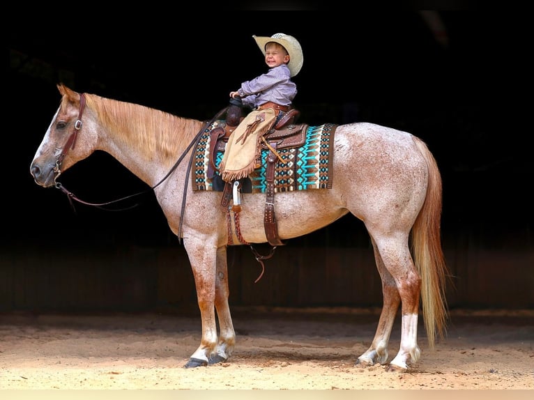 American Paint Horse Jument 10 Ans 152 cm Rouan Rouge in Lyles