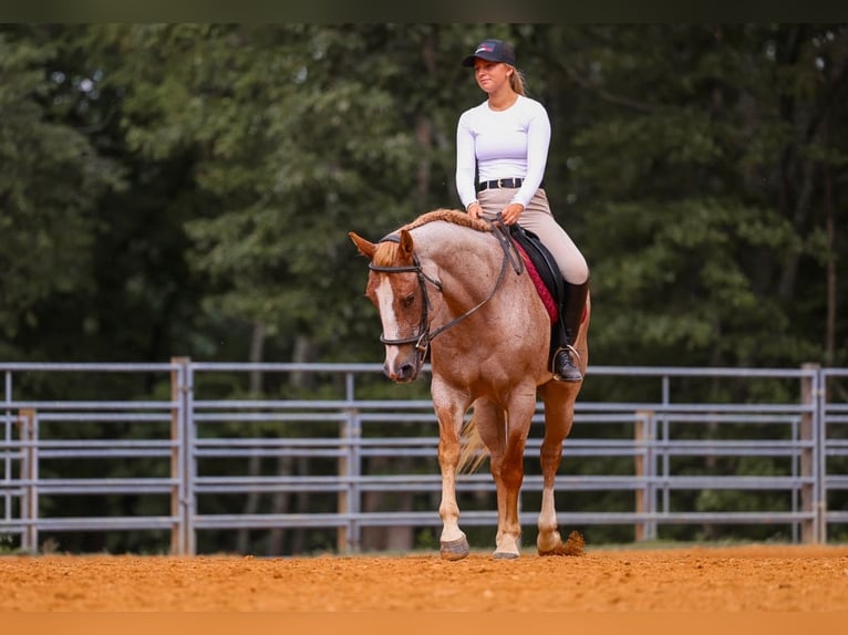 American Paint Horse Jument 10 Ans 152 cm Rouan Rouge in Lyles