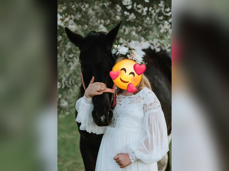 American Paint Horse Jument 10 Ans 154 cm Noir in Schollene