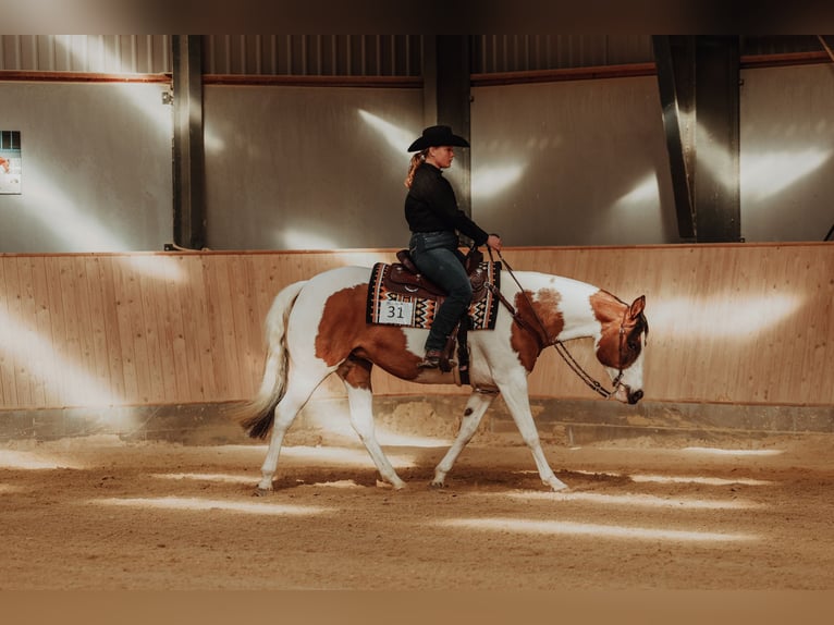 American Paint Horse Jument 10 Ans 154 cm Tovero-toutes couleurs in Gudbjerg