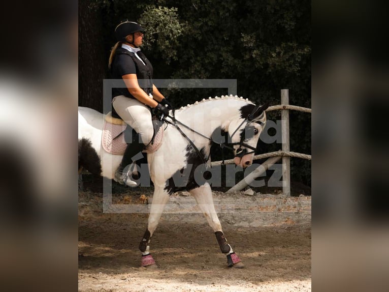 American Paint Horse Jument 10 Ans 155 cm Pinto in Calvia