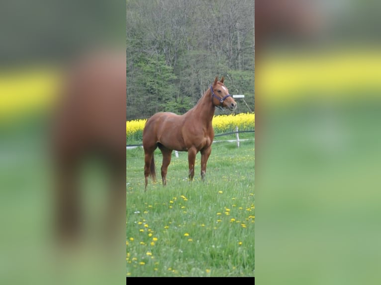 American Paint Horse Jument 10 Ans 162 cm Alezan in Menden