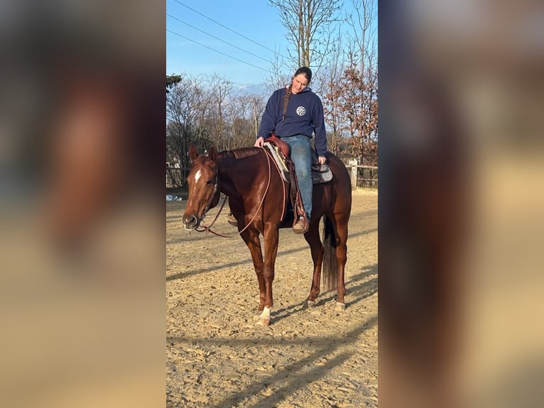 American Paint Horse Jument 10 Ans 162 cm Alezan in Menden