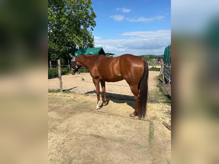 American Paint Horse Jument 10 Ans 162 cm Alezan in Menden