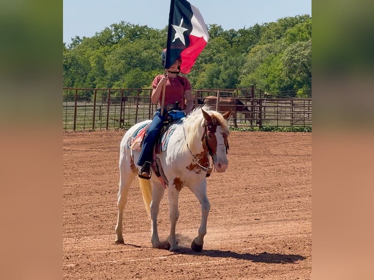 American Paint Horse Jument 10 Ans Pinto in Weatherford