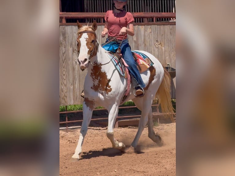 American Paint Horse Jument 10 Ans Pinto in Weatherford