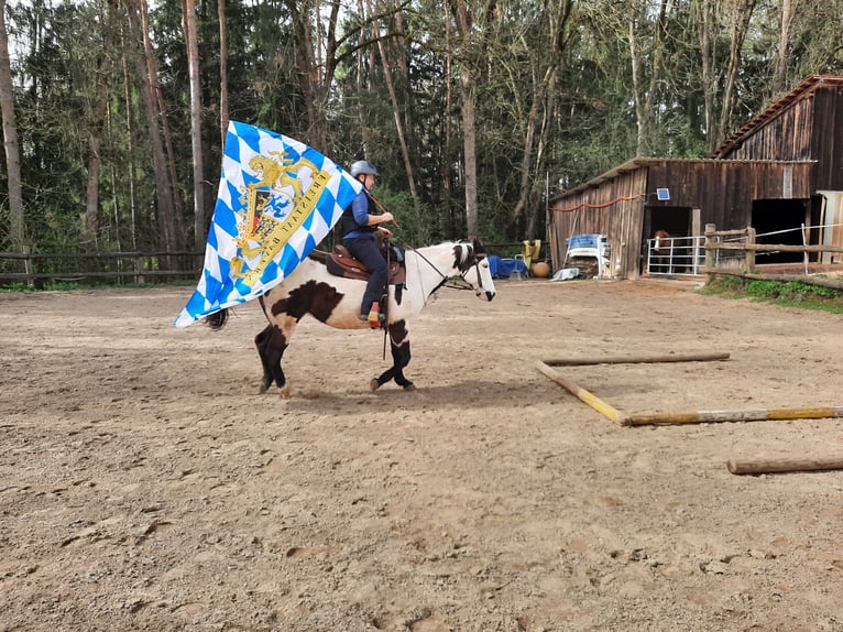 American Paint Horse Jument 11 Ans 148 cm Pinto in Pfaffenhofen an der Ilm