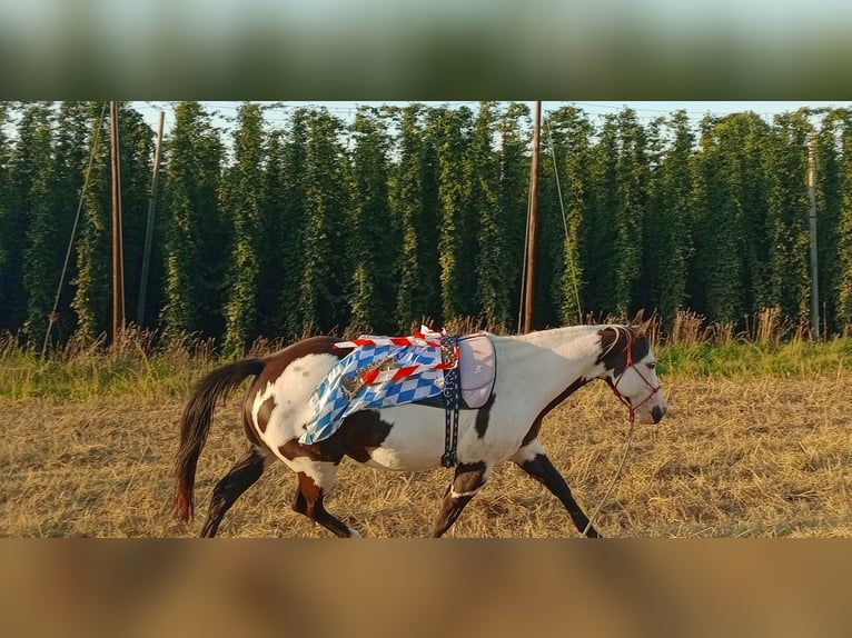 American Paint Horse Jument 11 Ans 148 cm Pinto in Pfaffenhofen an der Ilm