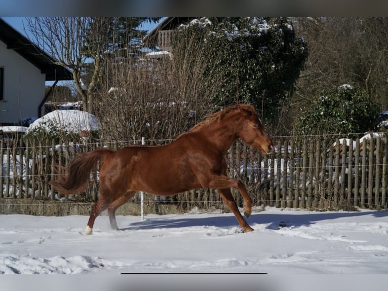 American Paint Horse Jument 11 Ans 152 cm Alezan in Frankenberg (Eder)