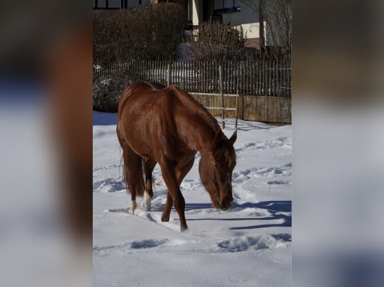 American Paint Horse Jument 11 Ans 152 cm Alezan in Frankenberg (Eder)
