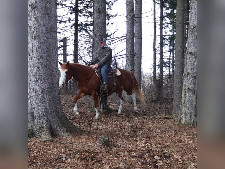 American Paint Horse Jument 11 Ans 152 cm Overo-toutes couleurs in Howell