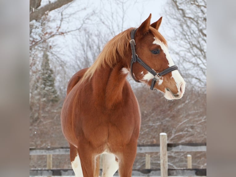 American Paint Horse Jument 11 Ans 152 cm Overo-toutes couleurs in Howell