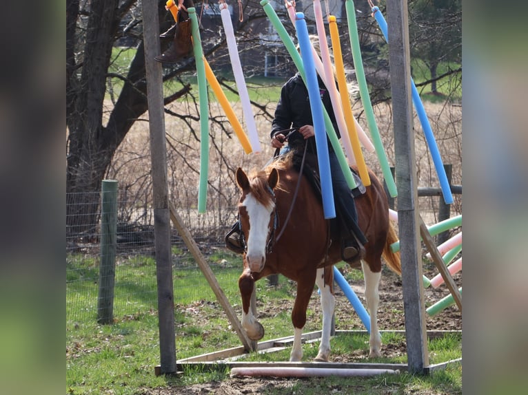 American Paint Horse Jument 11 Ans 152 cm Overo-toutes couleurs in Howell