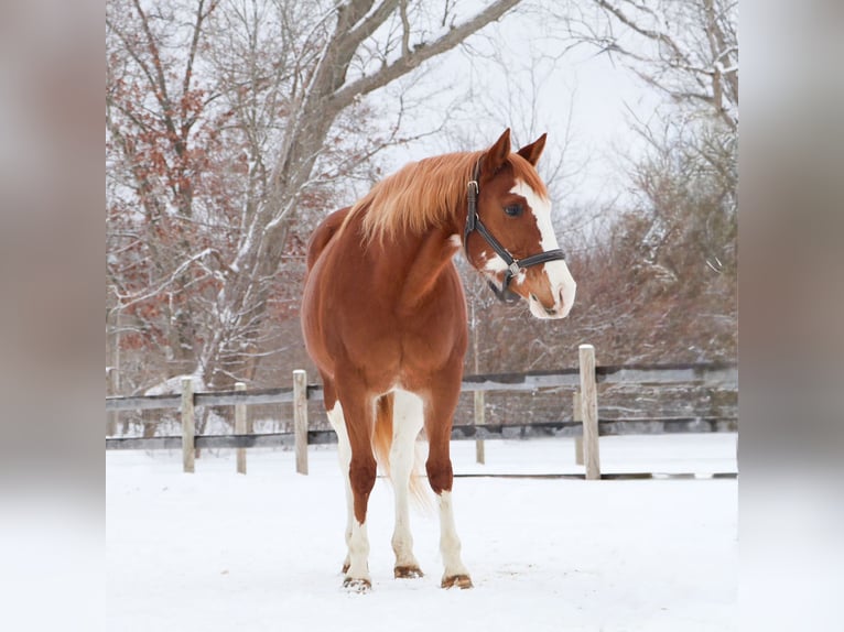 American Paint Horse Jument 11 Ans 152 cm Overo-toutes couleurs in Howell