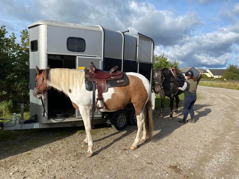 American Paint Horse Jument 11 Ans 154 cm Tovero-toutes couleurs in Gudbjerg