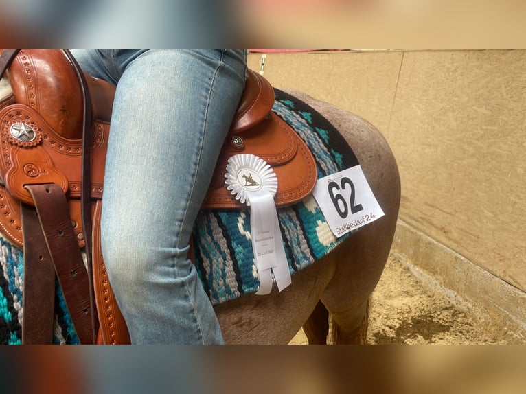 American Paint Horse Jument 11 Ans 155 cm Rouan Rouge in Rösrath