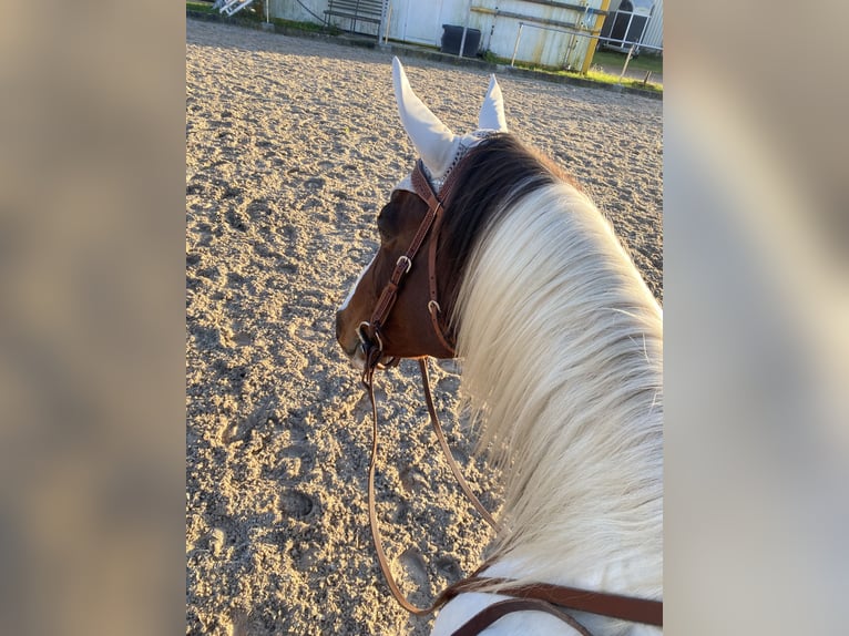 American Paint Horse Croisé Jument 11 Ans 155 cm Tobiano-toutes couleurs in Achern