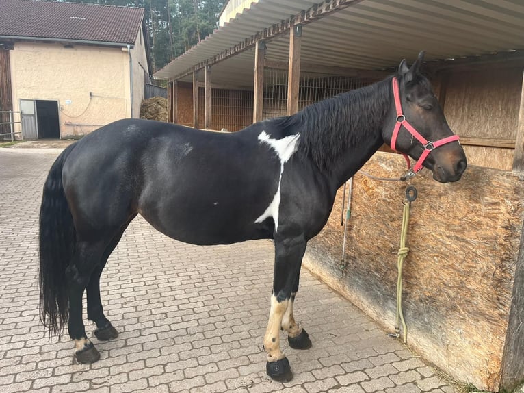 American Paint Horse Croisé Jument 11 Ans 160 cm Noir in Mitteleschenbach