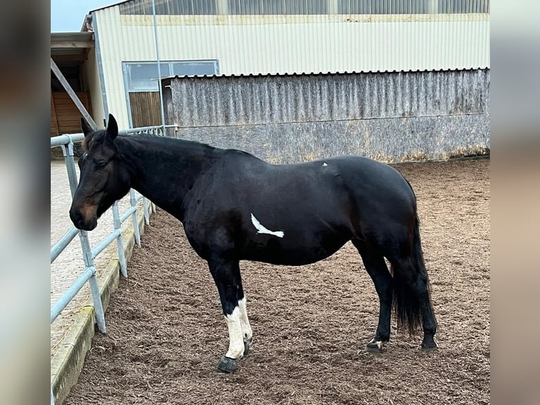 American Paint Horse Croisé Jument 11 Ans 160 cm Noir in Mitteleschenbach