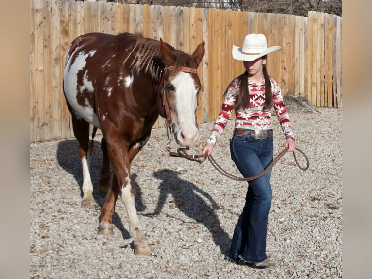 American Paint Horse Jument 11 Ans 163 cm Overo-toutes couleurs in Cedar Hills
