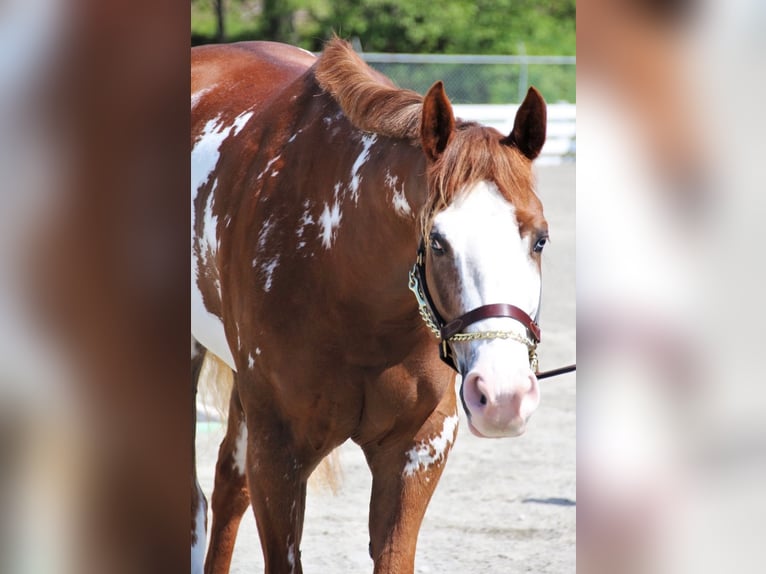 American Paint Horse Jument 11 Ans 163 cm Overo-toutes couleurs in Cedar Hills