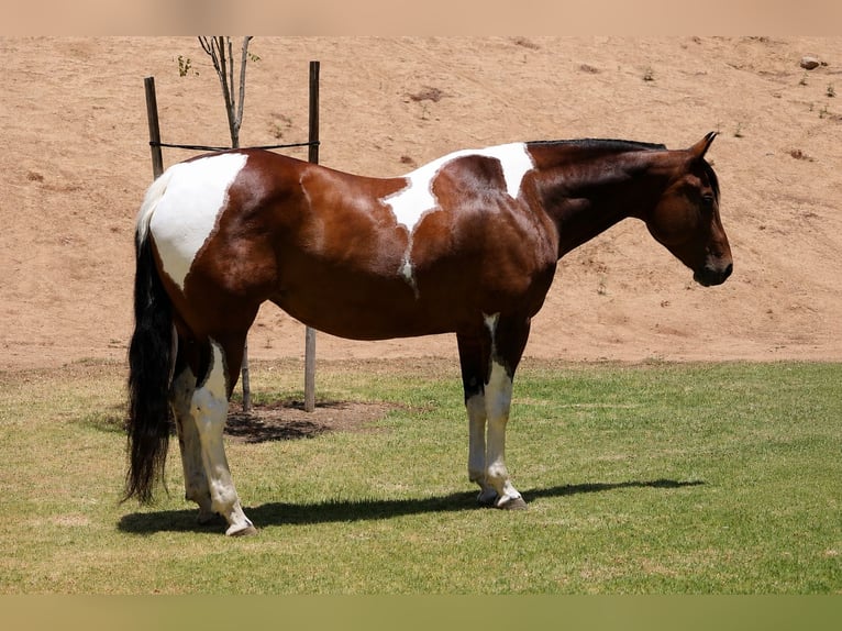 American Paint Horse Jument 11 Ans Pinto in Norco