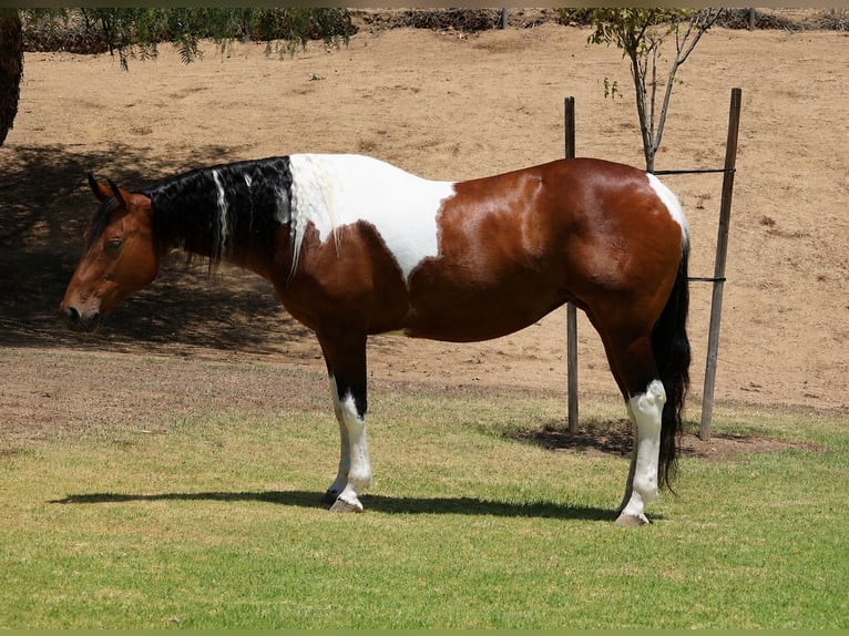 American Paint Horse Jument 11 Ans Pinto in Norco