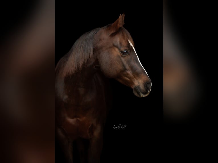 American Paint Horse Jument 12 Ans 149 cm Alezan brûlé in Oberaurach