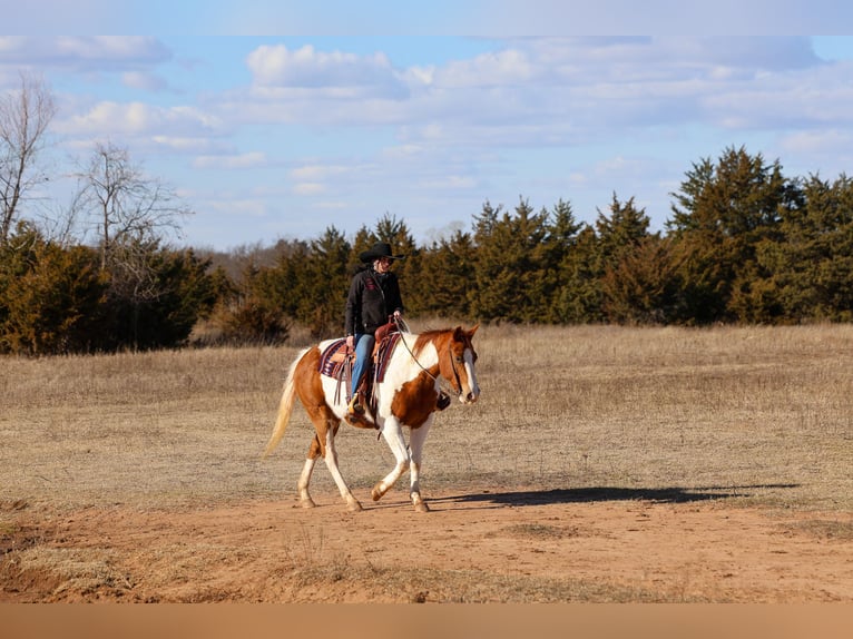 American Paint Horse Jument 12 Ans 150 cm Pinto in Ripley