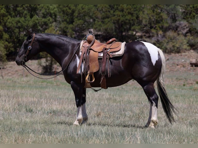 American Paint Horse Jument 12 Ans 150 cm Tobiano-toutes couleurs in Camp Verde Az