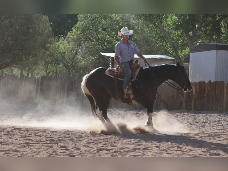 American Paint Horse Jument 12 Ans 150 cm Tobiano-toutes couleurs in Camp Verde Az