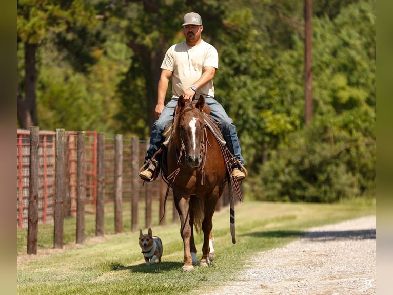 American Paint Horse Jument 12 Ans 152 cm Alezan cuivré in Lufkin, TX