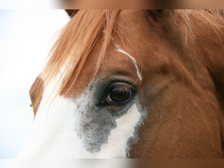 American Paint Horse Jument 12 Ans 153 cm Overo-toutes couleurs in Thalgau