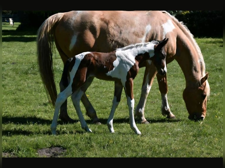 American Paint Horse Jument 12 Ans 154 cm Tobiano-toutes couleurs in Ascheberg
