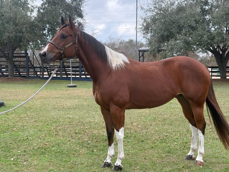 American Paint Horse Jument 12 Ans 155 cm Tobiano-toutes couleurs in Fresno