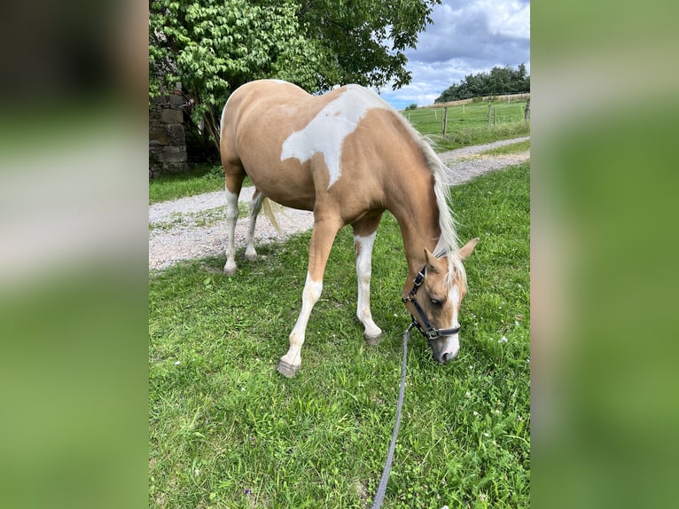 American Paint Horse Jument 12 Ans Overo-toutes couleurs in Pregarten