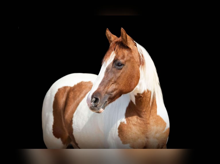 American Paint Horse Jument 13 Ans 147 cm Tobiano-toutes couleurs in Weatherford TX