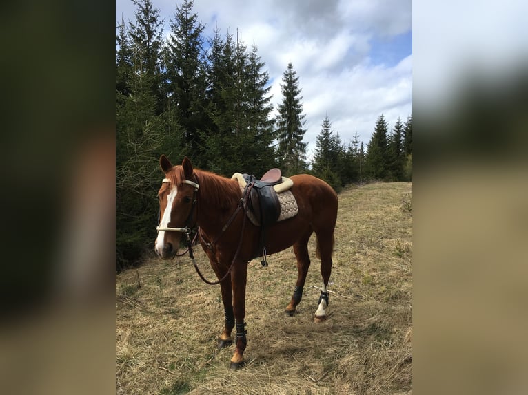 American Paint Horse Jument 13 Ans 150 cm Alezan in M&#xFC;hlen