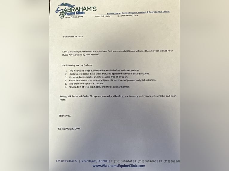 American Paint Horse Jument 13 Ans 150 cm Overo-toutes couleurs in Lisbon ,IA