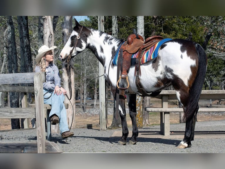 American Paint Horse Jument 13 Ans 150 cm Overo-toutes couleurs in Quitman AR