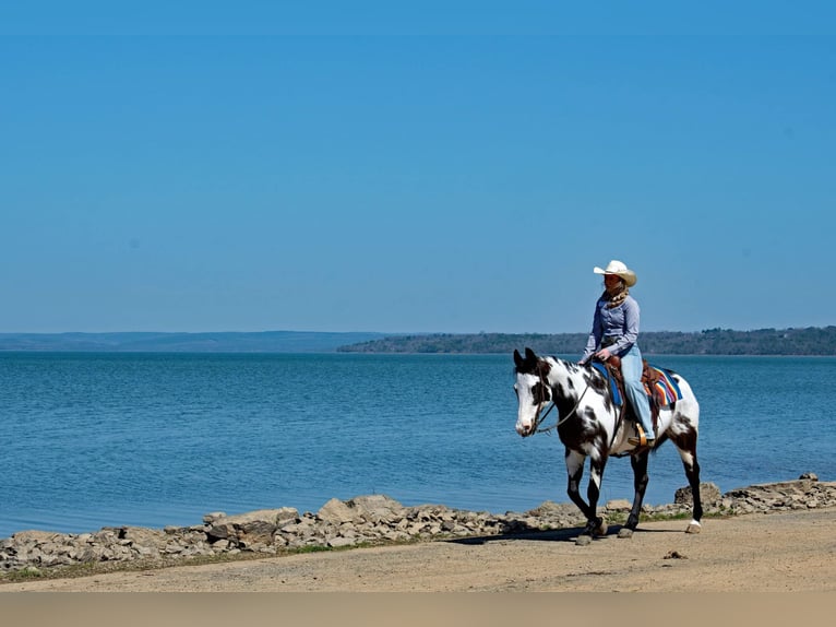 American Paint Horse Jument 13 Ans 150 cm Overo-toutes couleurs in Quitman AR