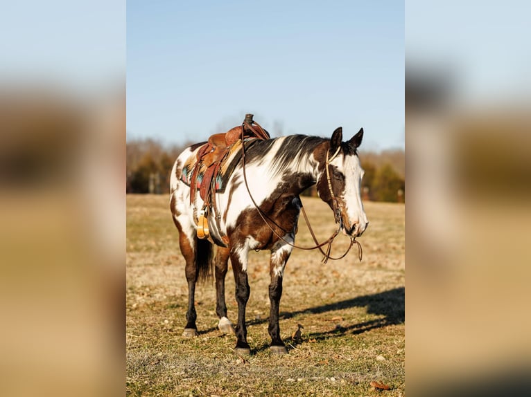 American Paint Horse Jument 13 Ans 150 cm Overo-toutes couleurs in Quitman AR