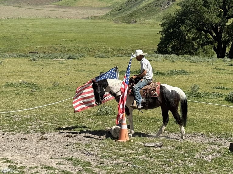 American Paint Horse Jument 13 Ans 150 cm Tobiano-toutes couleurs in Tres Pinos